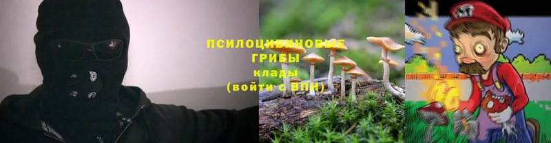 Псилоцибиновые грибы Psilocybine cubensis  Пестово 